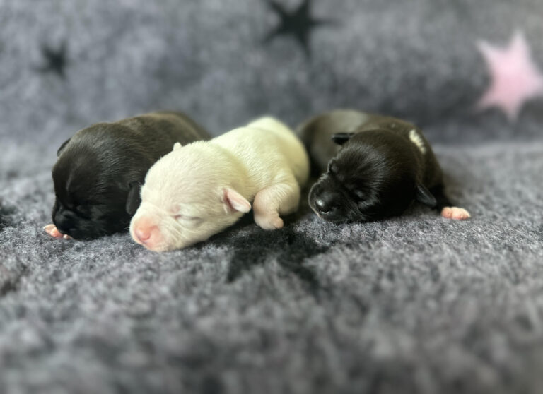 7 Krásných štěňátek se narodilo 3.9.2025 !!!